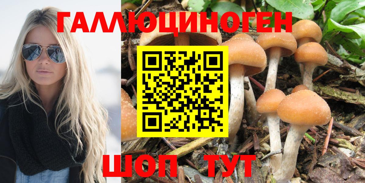 Псилоцибиновые грибы Cubensis  Вход с VPN  Ленинск-Кузнецкий 